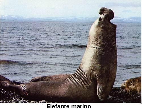 Elefante marino.jpg